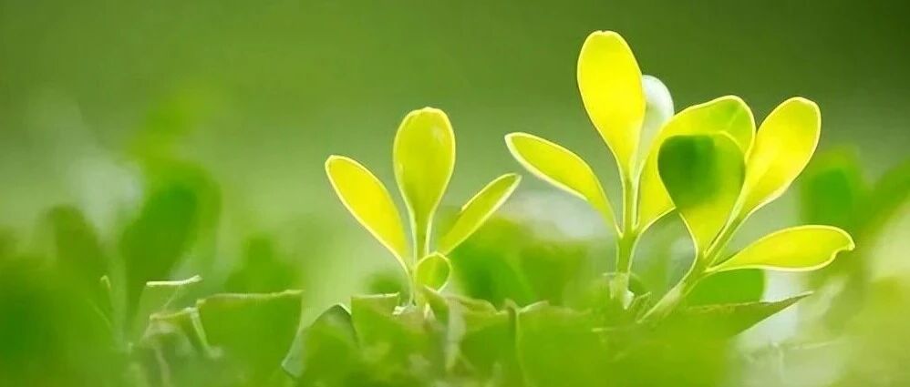 雪落千山，唯你是念，「小林」发文获10万+ | 原创日榜