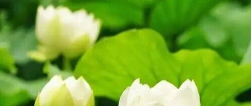 格局越大的人，越肯在小事上认输，「洞见」发文获10万+ | 原创日榜