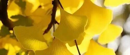 五路围剿高市早苗，「卢克文工作室」发文获10万+ | 原创日榜