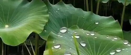 再也不用踮着脚看别人的航母了，「浙江宣传」发文获10万+ | 原创日榜