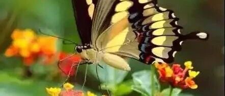 聊一些常识，「六镇」发文获10万+ | 原创日榜