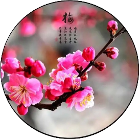公众号乐活排行榜第25名秋之梅,新榜指数753.4,总阅读数3.3w,头条9546,平均4146,最高9546,总点赞数385,总在看数66