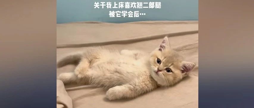 小猫咪模仿主人翘二郎腿，一翘一个不吱声，抖音一天获赞超百万；博主体验南方洗浴自助天花板，快手播放量超千万 | 今日爆款