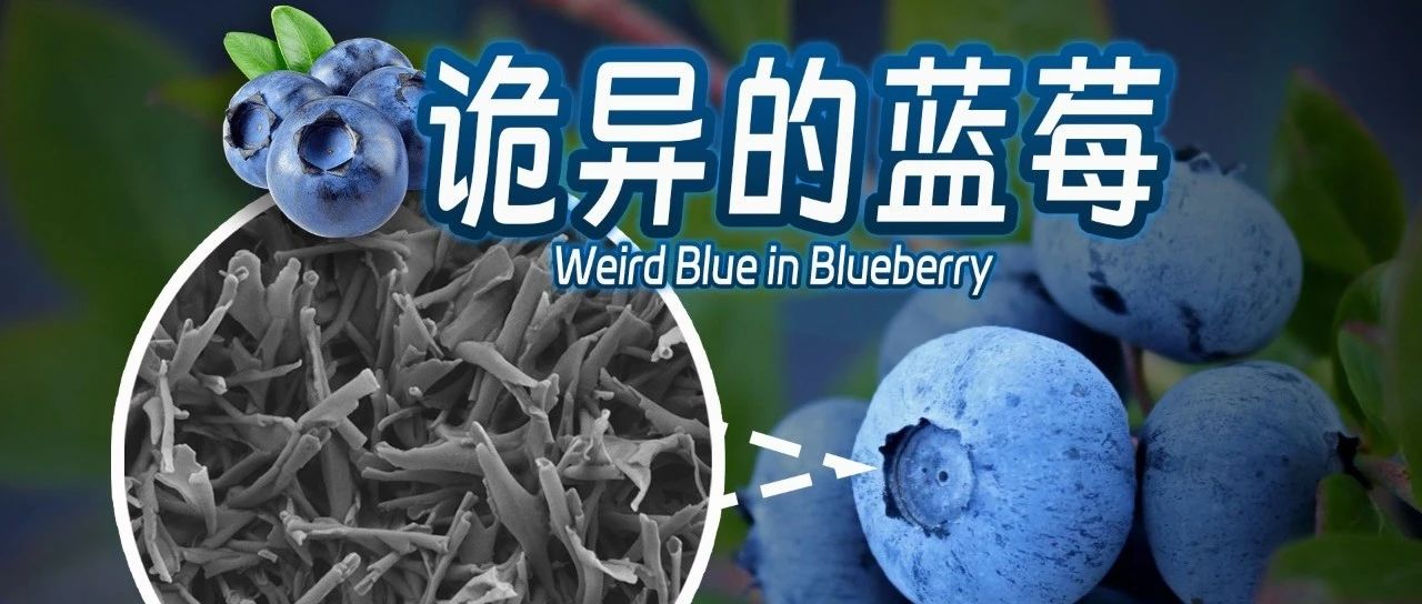 用科学实验告诉你“蓝莓真的是蓝色的吗”，B站超800万人围观；《我帮父亲“骗”回了被骗走的52万》微信阅读10w+ | 今日爆款